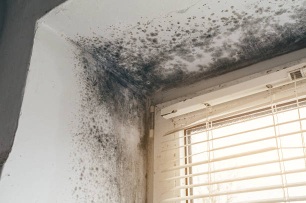 Affordable Crawl Space Mold Removal solutions in Zuni, VA